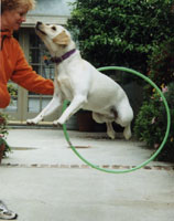 Daisy hula-hoops!